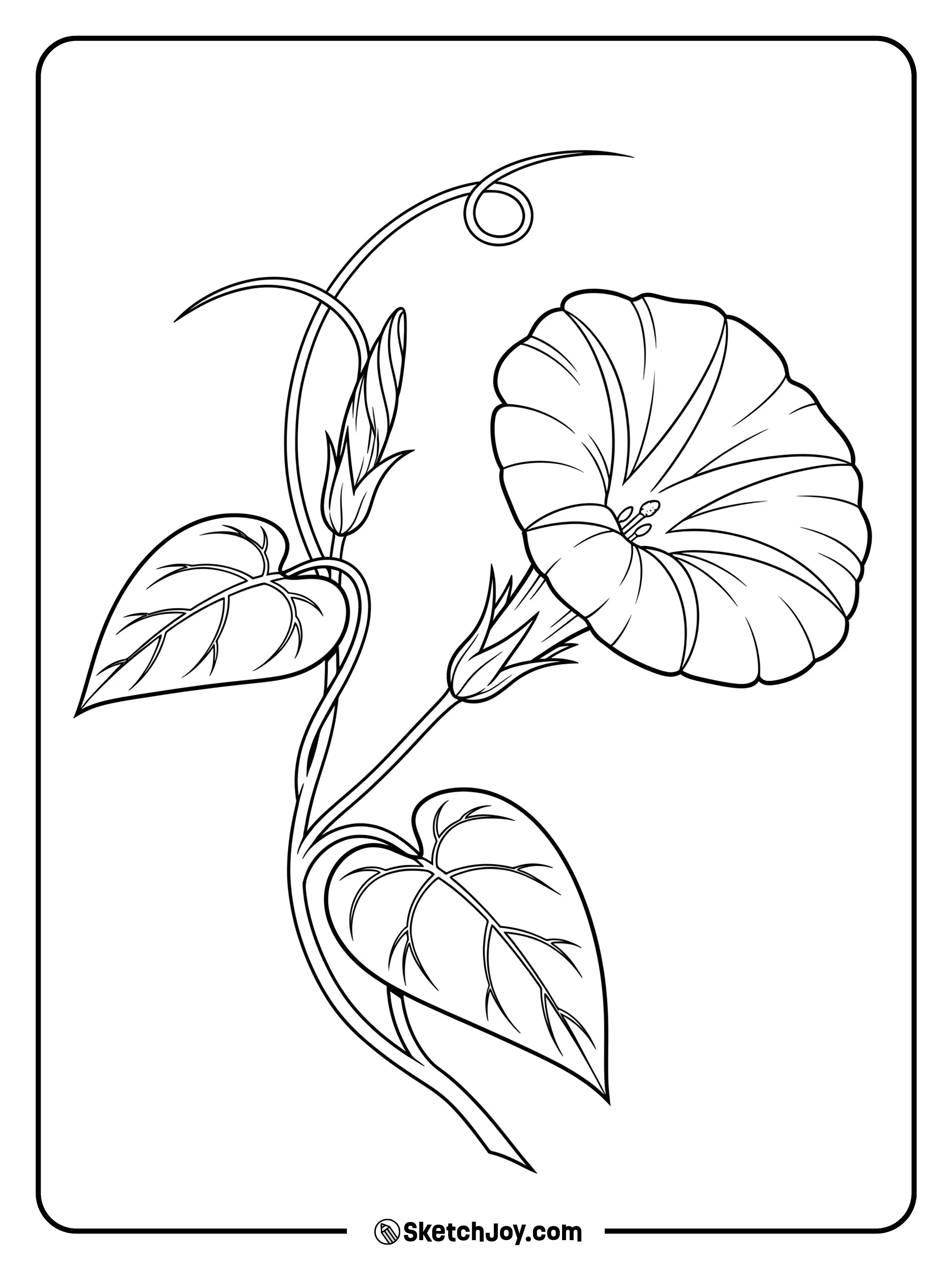 A realistic morning glory flower with a curling vine.