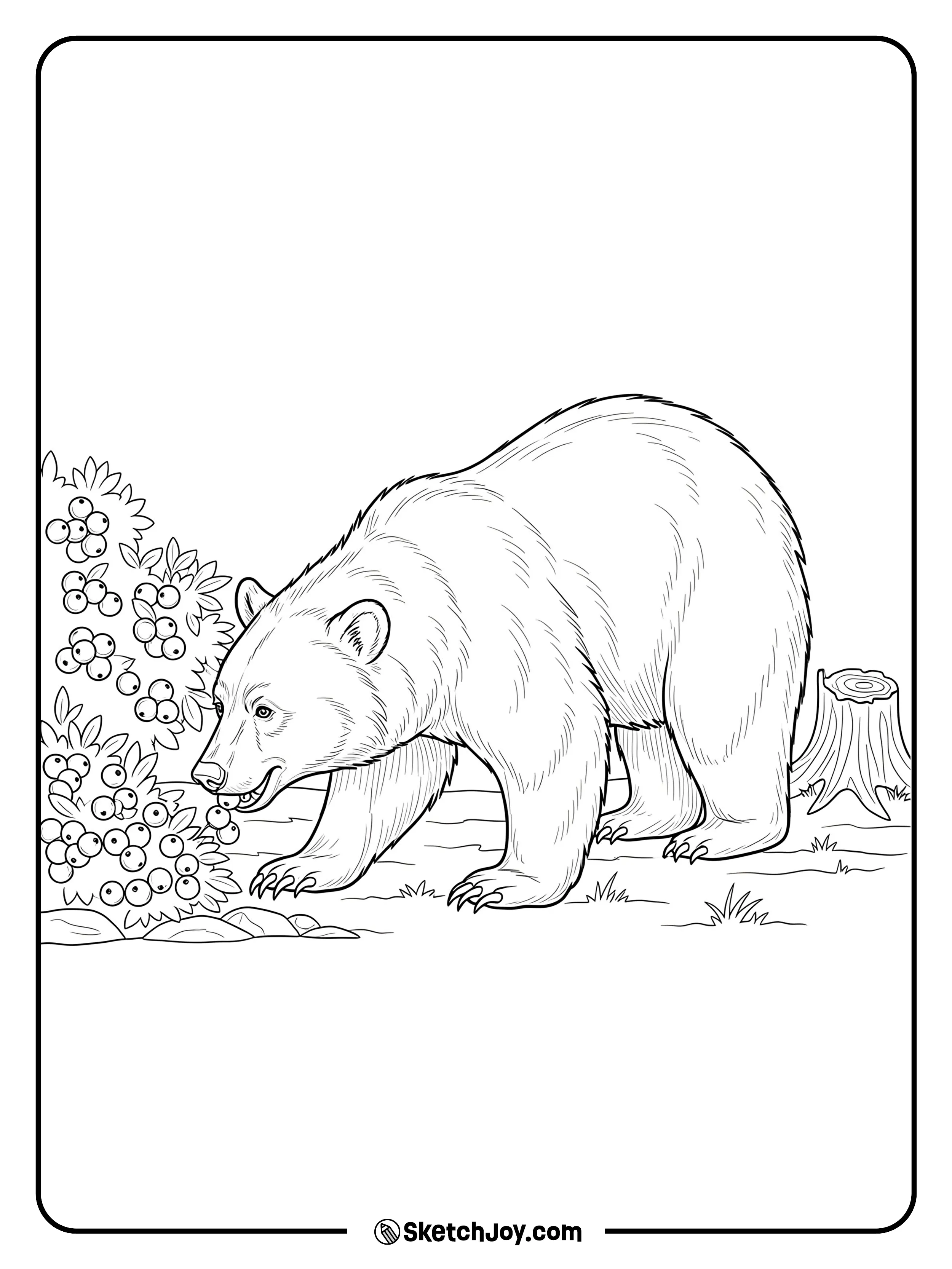 An American black bear reaches for a low berry branch.