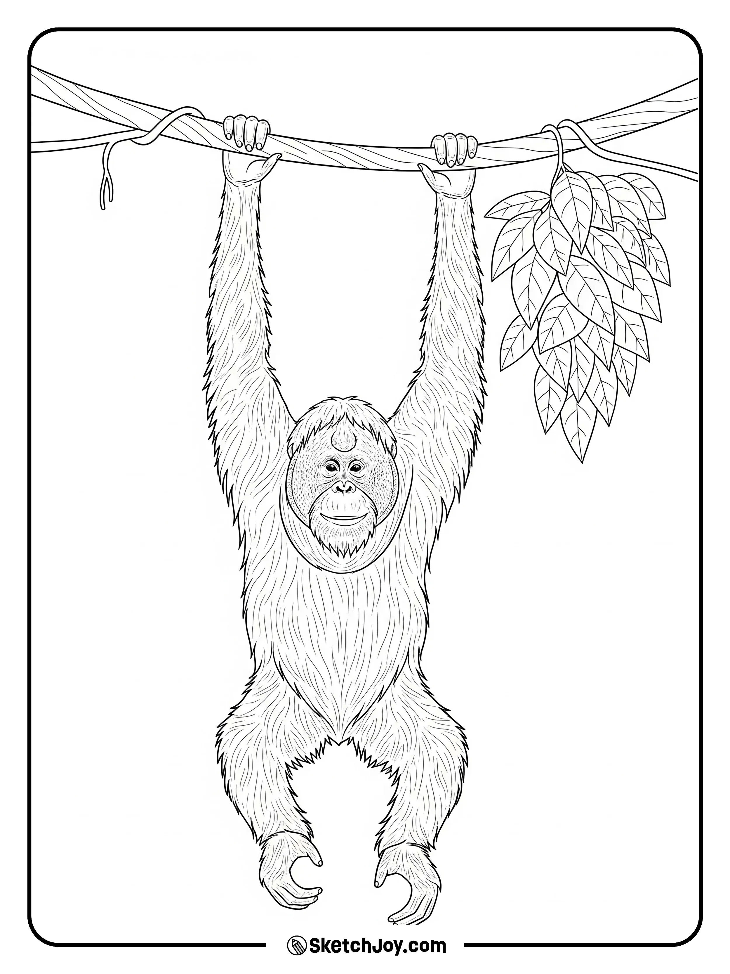 An orangutan hangs with both long arms from a thick vine.