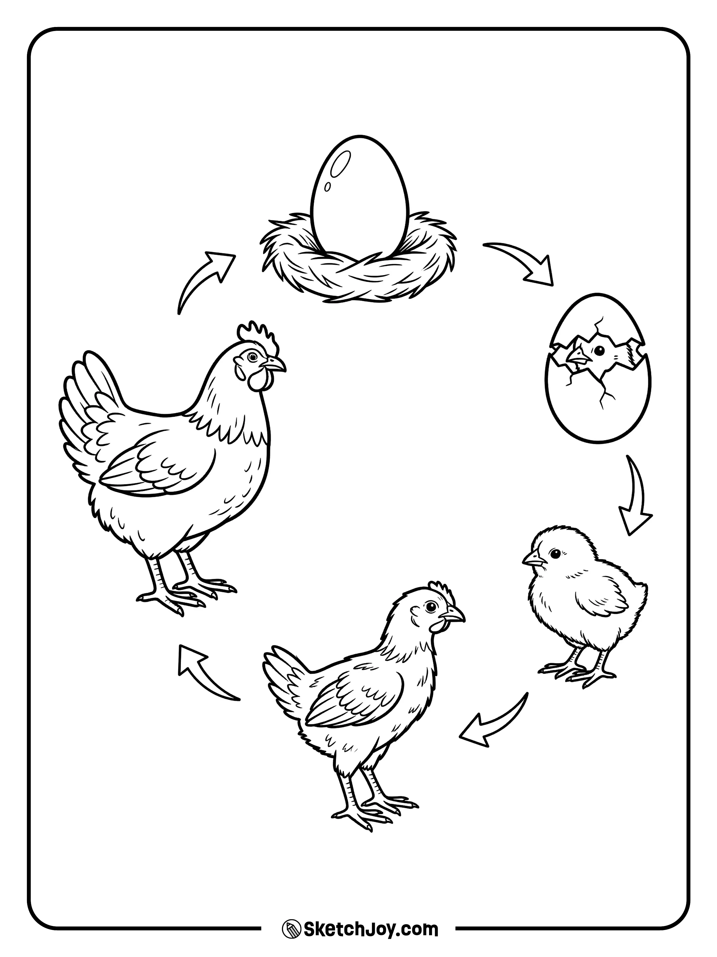 The stages from egg to grown chicken are shown in one clear scene.
